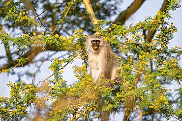 Southern vervet monkey (Chlorocebus pygerythrus) sitting in a flowering tree, eating yellow flowers of an acacia tree, Kruger National Park, South Africa, Africa