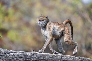 Bear baboon (Papio ursinus), young on a tree trunk, Kruger National Park, South Africa, Africa