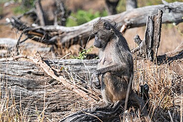 Bear baboon (Papio ursinus), on a tree trunk, Kruger National Park, South Africa, Africa