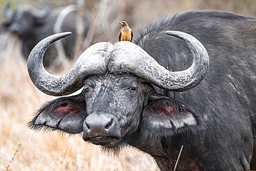 Cape buffalo (Syncerus caffer caffer) with yellowbill oxpecker (Buphagus africanus), animal portrait, Kruger National Park, South Africa, Africa