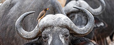 Cape buffalo (Syncerus caffer caffer) with yellowbill oxpecker (Buphagus africanus), Kruger National Park, South Africa, Africa