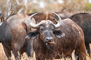 Cape buffalo (Syncerus caffer caffer) with yellowbill oxpecker (Buphagus africanus), Kruger National Park, South Africa, Africa