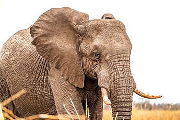 African elephant (Loxodonta africana), adult, animal portrait, Kruger National Park, South Africa, Africa