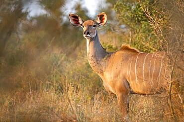 Greater kudu (Tragelaphus strepsiceros) in dry grass, adult female in evening light, alert, Kruger National Park, South Africa, Africa