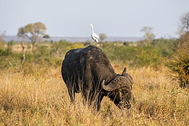 Cattle egret (Bubulcus ibis) sitting on the back of a Cape buffalo (Syncerus caffer caffer), bull standing in dry grass, African savannah, funny, Kruger National Park, South Africa, Africa