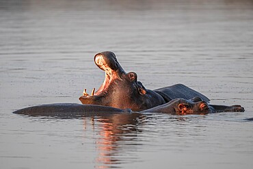 Hippopotamus (Hippopatamus amphibius), yawning with wide open mouth, in water in morning light, with reflection, adult, Kruger National Park, South Africa, Africa