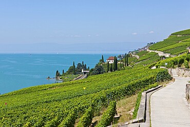 View across the vineyards near Vevey, Lake Geneva at back, Vevey, Canon Vaud, Lake Geneva, Switzerland, Europe
