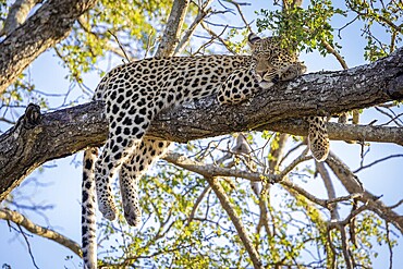 African leopard, Panthera pardus, lying on tree, Manyeleti Game Reserve, South Africa, Africa