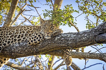 African leopard, Panthera pardus, lying on tree, portrait, Manyeleti Game Reserve, South Africa, Africa