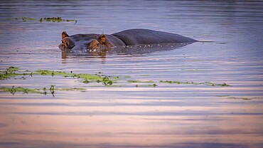 Hippopotamus (Hippopotamus amphibius), lying in waterhole, Manyeleti Game Reserve South Africa