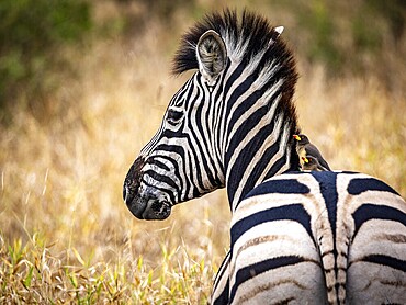 Plains zebra (Equus quagga) with red-billed oxpecker (Buphagus erythrorynchus) on its back, portrait, Manyeleti Game Reserve, South Africa, Africa