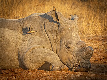 Reclining white rhinoceros (Ceratotherium simum) with sawed-off horn and oxpecker star (Buphagus) on its head, portrait, Anti-Poaching, Balule Plains, South Africa, Africa
