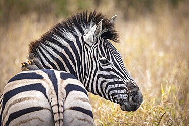 Plains zebra (Equus quagga) with red-billed oxpecker (Buphagus erythrorynchus) on its back, portrait, Manyeleti Game Reserve, South Africa, Africa