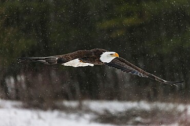 A North American bald eagle (Haliaeetus leucocephalus) at a bird of prey nature reserve