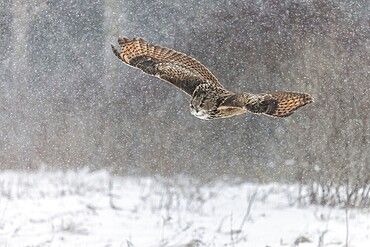 A captive Eurasian eagle owl (Bubo Bubo) at bird of prey nature reserve in winter with snow on the ground an gently falling