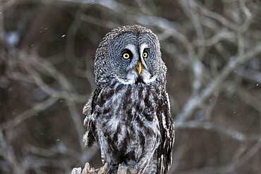 A captive great grey owl (Strix nebulosa) sits on a perch at a bird of prey sanctuary during winter