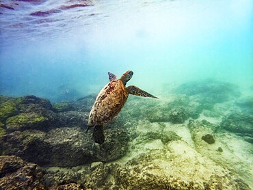 Sea turtle (Chelonia mydas), underwater, Galapagos, Ecuador, South America