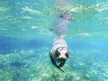 Sea lion (Zalophus wollebaeki), underwater, Galapagos, Ecuador, South America