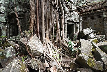 Embraced by the Bohdi tree, jungle temple, mystical, Ta Prohm, Buddhist temple complex, UNESCO World Heritage Site, Angkor Wat, Siem Reap, Cambodia, Southeast Asia, Asia