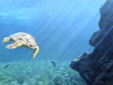 Sea turtle gliding through the ocean, sunlight streaming through water near rocks, Chelonia mydas (Green Sea Turtle) . La Réunion, France, Europe
