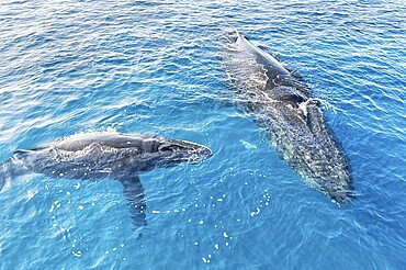 A Humpback Whales family surfacing, Hervey Bay, Queensland, Australia, Oceania