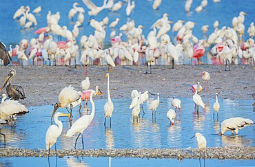 Group of Great white egrets (Ardea alba) and Roseate Spoonbills (Platalea ajaja) fishing, Sanibel Island, J.N. Ding Darling National Wildlife Refuge, Florida, USA, North America