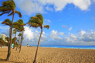 Fort Lauderdale beach morning sunrise in Florida USA palm trees