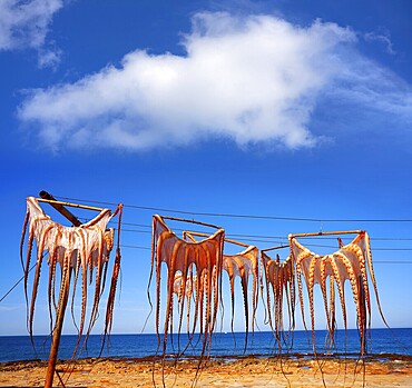 Dried octopus at Mediterranean Spain outdoor dry
