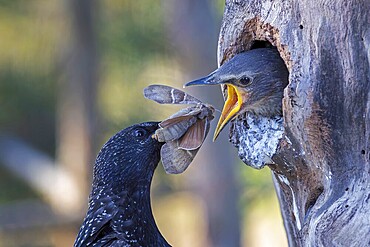 Starling (Sturnus vulgaris), also known as Common starling, with food for the young birds, insects, with blackberry moth (Macrothylacia rubi) as food for the young, moth, foraging, brood, brood cavity, tree cavity, nesting site, Middle Elbe River Landscape, Middle Elbe Biosphere Reserve, Saxony-Anhalt, Germany, Europe