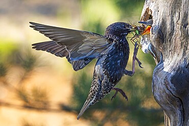 Starling (Sturnus vulgaris), also known as the Common starling, with food for the young birds, insects, grasshoppers and grasshoppers as food for the young, foraging, breeding, breeding cavity, tree cavity, nesting site, Middle Elbe River Landscape, Middle Elbe Biosphere Reserve, Saxony-Anhalt, Germany, Europe