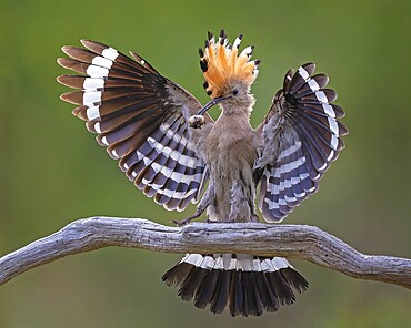 Hoopoe (Upupa epops) Bird of the Year 2022, male with food for his female, bridal gift, mating, courtship, foraging, erected canopy, sunrise, interaction, flying, begging for food, climate change, Middle Elbe Biosphere Reserve, Saxony-Anhalt, Germany, Europe