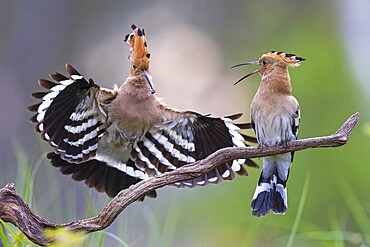 Hoopoe (Upupa epops) Bird of the Year 2022, male with food for his female, bridal gift, pair formation, courtship, begging for food, foraging, erected bonnet, pair, breeding cavity, sunrise, interaction, flying, climate change, Middle Elbe Biosphere Reserve, Saxony-Anhalt, Germany, Europe