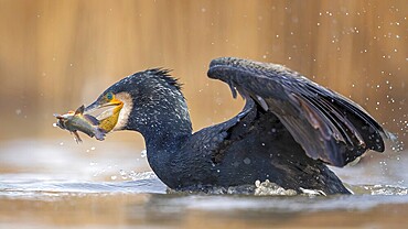 Cormorant (Phalacrocorax carbo) with catfish as prey, hunting, fishing, preying, sunrise, morning light, Kiskunsag National Park, Hungary, Europe