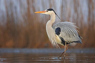 Grey heron (Ardea cinerea) hunting, foraging, fishing, preying, sunrise, morning light, Kiskunsag National Park, Hungary, Europe