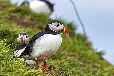 Puffin (Fratercula arctica), Borgarfjarðarhöfn, Iceland, Europe