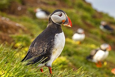 Puffin (Fratercula arctica), Borgarfjarðarhöfn, Iceland, Europe