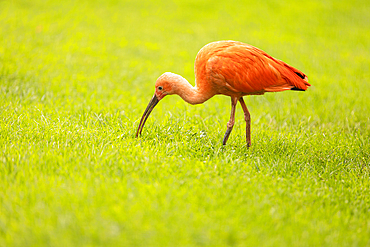 Scarlet Ibis on the grass, Germany, Europe