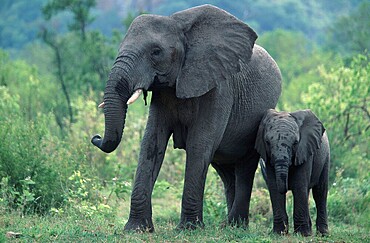 African elephants (Loxodonta africana), female with young, Kruger National Park, South Africa, Africa