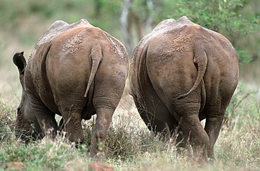 Black rhinoceroses (Diceros bicornis), Kruger National Park, South Africa, Africa