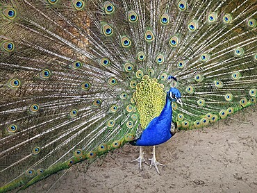 Magnificent peacock with vibrant iridescent blue and green plumage. Elegant feathers fan out, displaying intricate eye patterns in shades of gold and deep turquoise. Bird stands proudly, exuding grace
