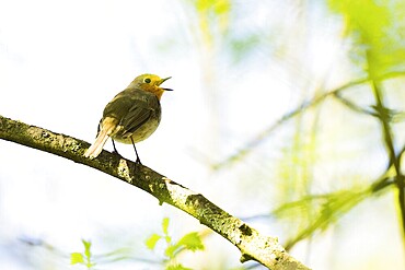 A robin (Erithacus rubecula) sits singing on a branch surrounded by green leaves, Hesse, Germany, Europe