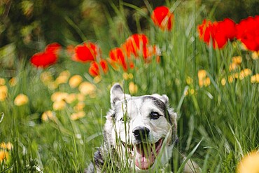 Dog peeking through grass among red and yellow flowers with a joyful expression