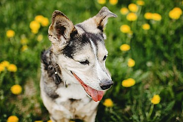 A happy dog with perked ears among blooming dandelions in a sunlit grassy field
