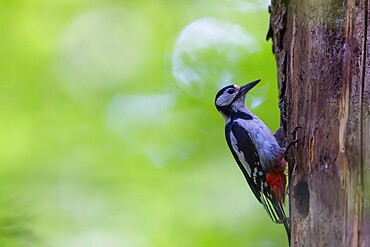 Pileated Woodpecker (Dendrocopos major) at the breeding cavity, Piciformes, Göggingen, Krauchenwies, Landkreis Sigmaringen, Baden-Württemberg, Baden-Württemberg, Germany, Europe