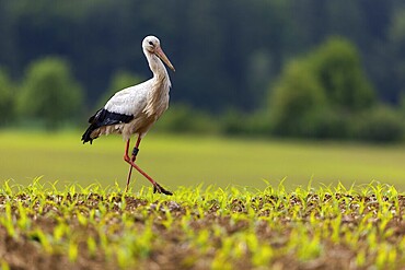 White stork (Ciconia ciconia), farmland, Göggingen, Sigmaringen district, Baden-Württemberg, Germany, Europe