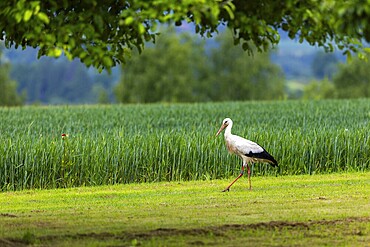 White stork (Ciconia ciconia), in front of barley field, Göggingen, district of Sigmaringen, Baden-Württemberg, Germany, Europe