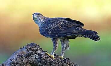 Bonelli's eagle, Aquila, fasciata, bird, bird of prey, eagle, nature, tree, sunrise, Andalusia, Spain, Europe
