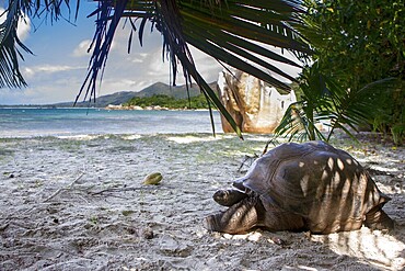 Aldabra giant tortoise (Aldabrachelys gigantea) on the beach on Curieuse, Seychelles