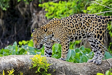 Jaguar standing on a tree trunk against natural background, looking down, Pantanal Wetlands, Mato Grosso, Brazil