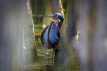 Agami Heron on a tree branch against green natural background, Pantanal Wetlands